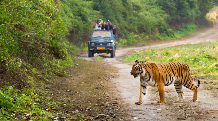 Jim Corbett - Best Destinations for Bachelor Party in India!